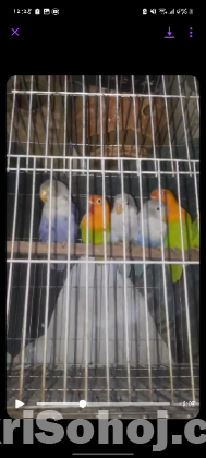 Love bird for sell